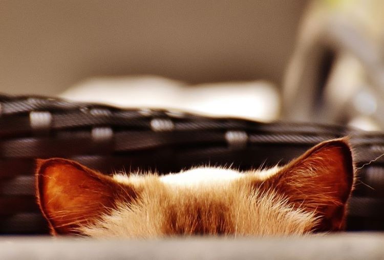 cat-ears