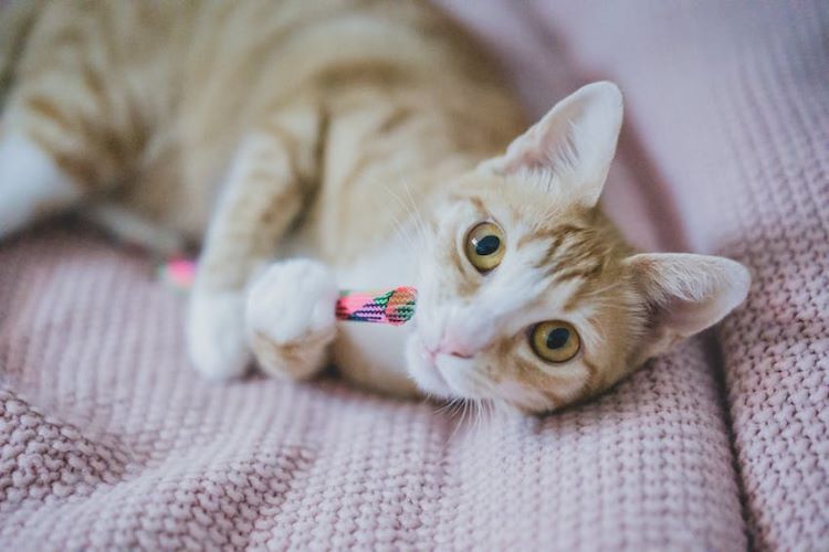 chat-orange-allonge