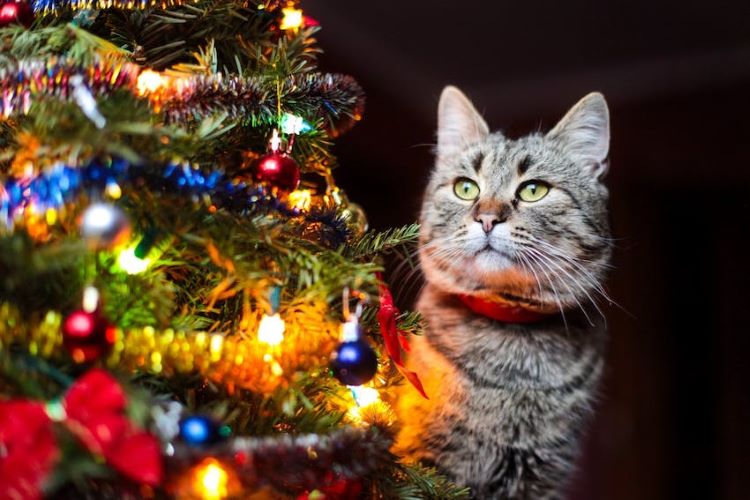 Sapin de Noël chatte