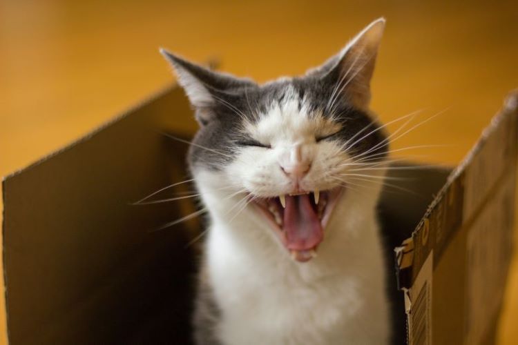 cat-meowing-in-box