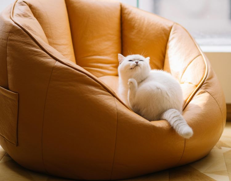 chat-blanc-chaise