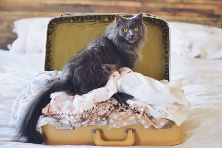 chat valise