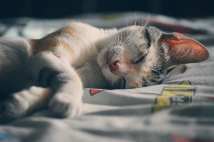 Sommeil de chat