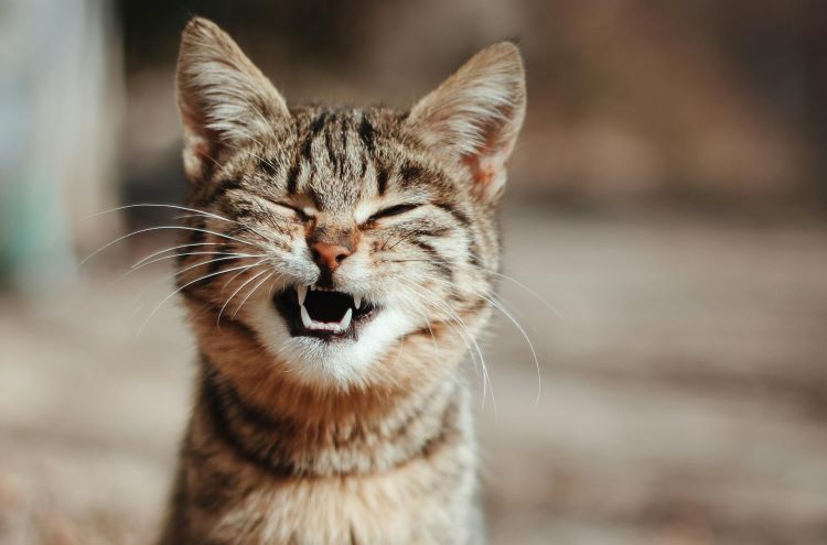 Un chat souriant les yeux fermés.