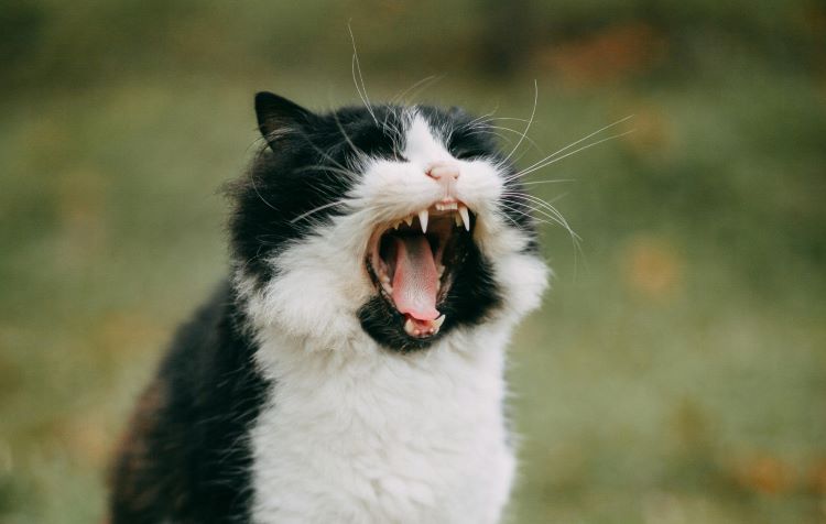 Cat yowling