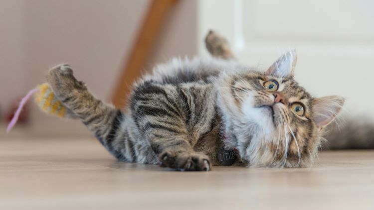 Fluffy tabby toy