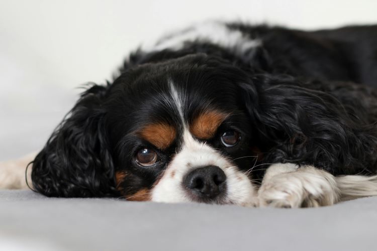 Black, brown and white Cavalier King Charles laying down on white surface.