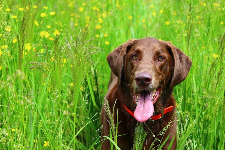 Chocolate lab