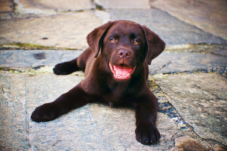 brown-puppy-joy