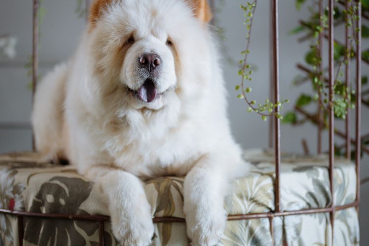 chow-chow-on-furniture