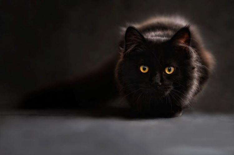 Chat noir