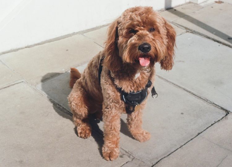 cockapoo-vest