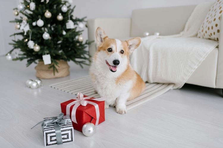 Un chien assis près d’un sapin de Noël et des cadeaux.