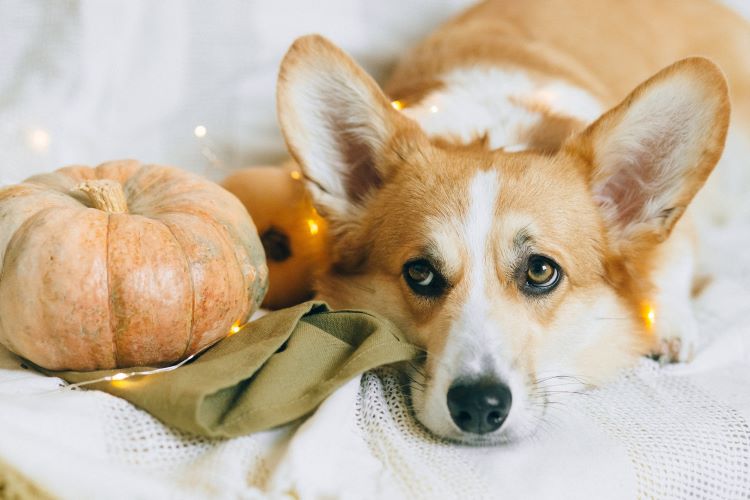 corgi-fall-holiday