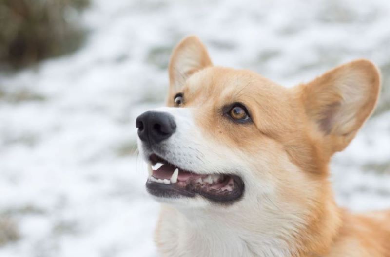 Close up of Welsh Corgi smiling with teeth.