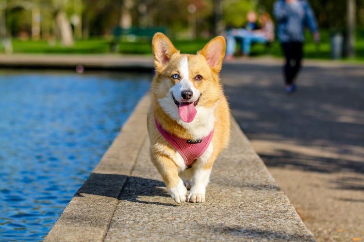 corgi-waterside-in-harness
