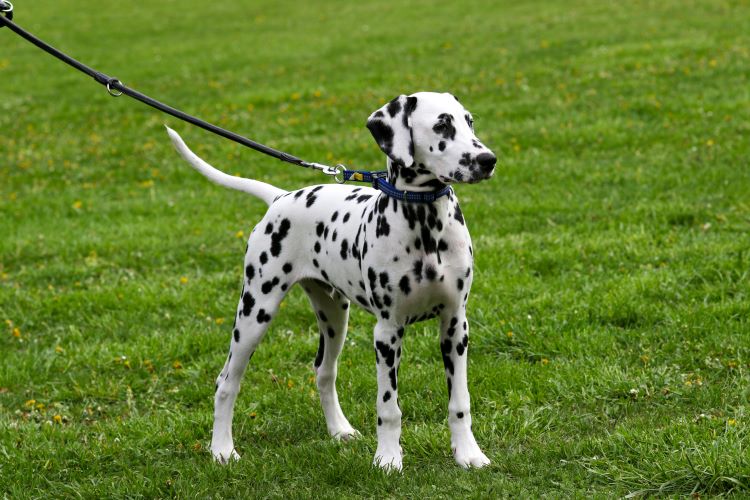 cards Un guide de la race de chien dalmatien
