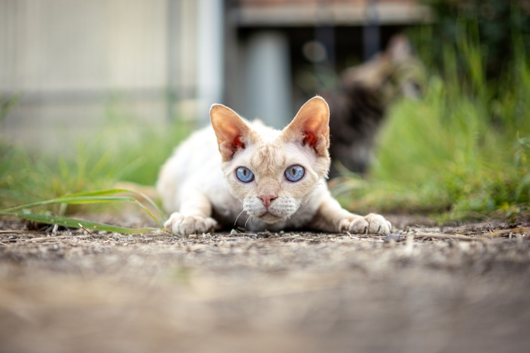 Devon Rex Cat crouching outdoors