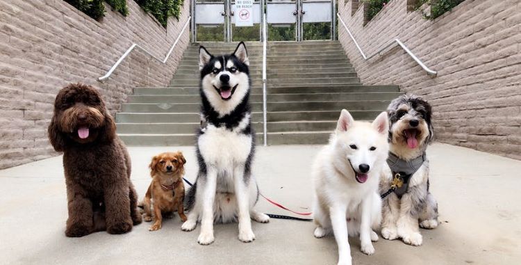 Chiens de différentes tailles