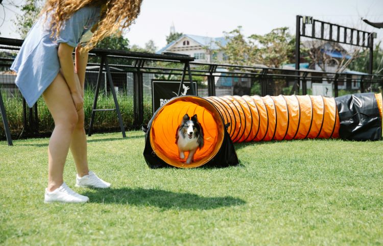 Dog tunnel