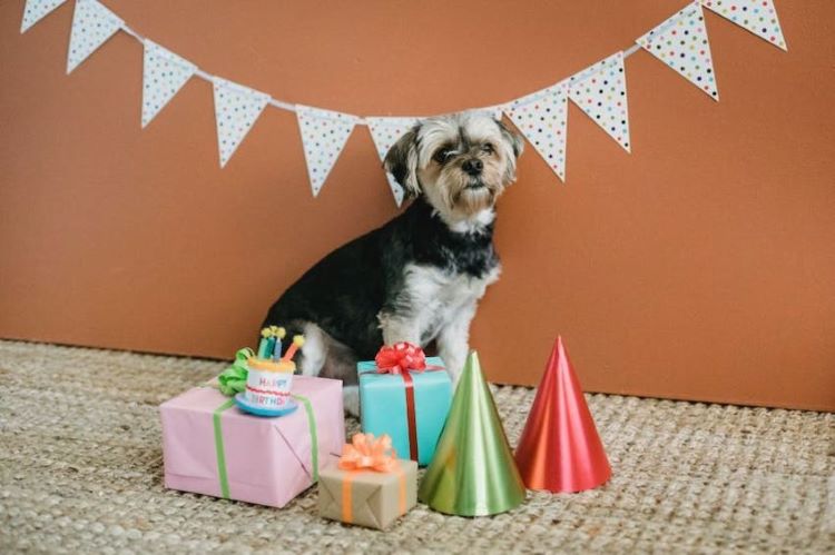 dog birthday