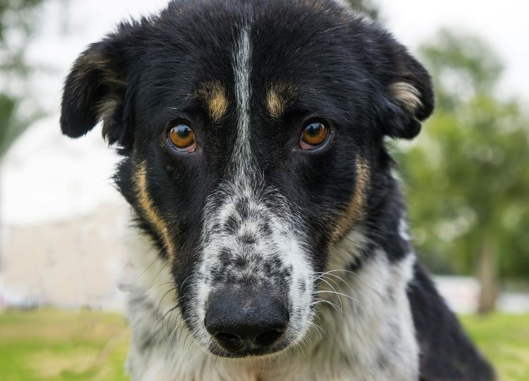 chien aux yeux écarquilles