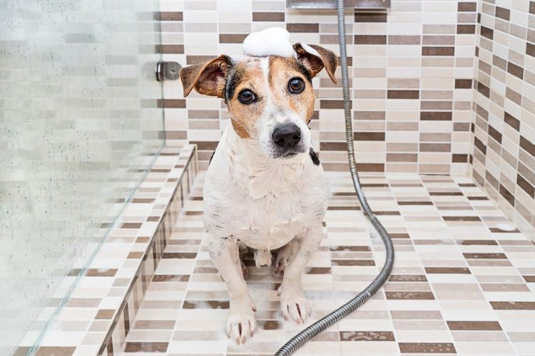 chien la douche