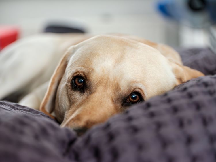 dog-blanket-snuggle