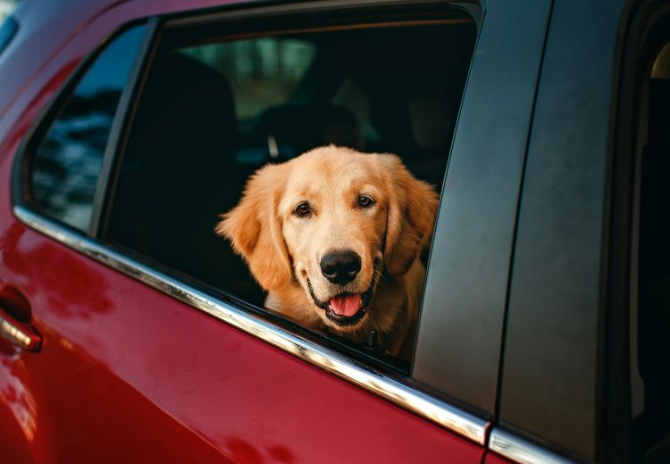 chien-auto-rouge