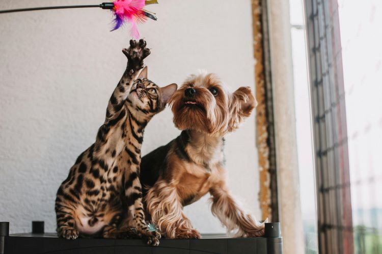 chien-chat-jouet.