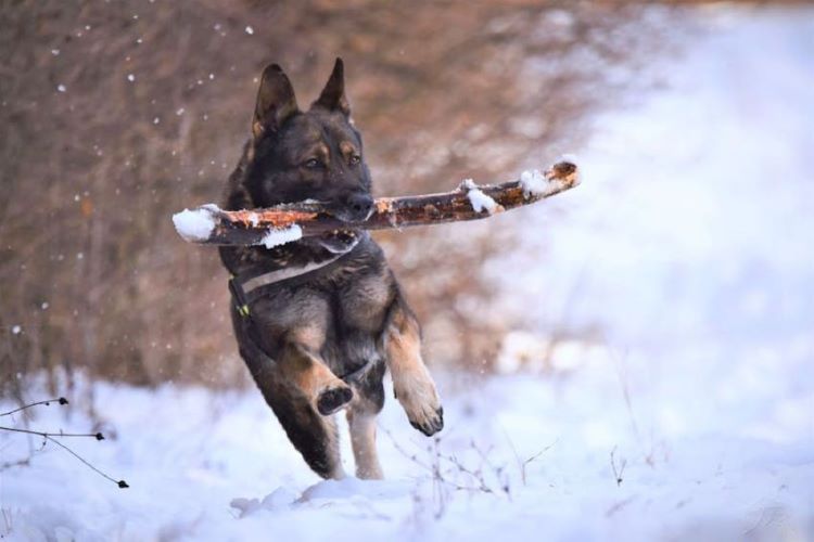 chien-courant-la-neige
