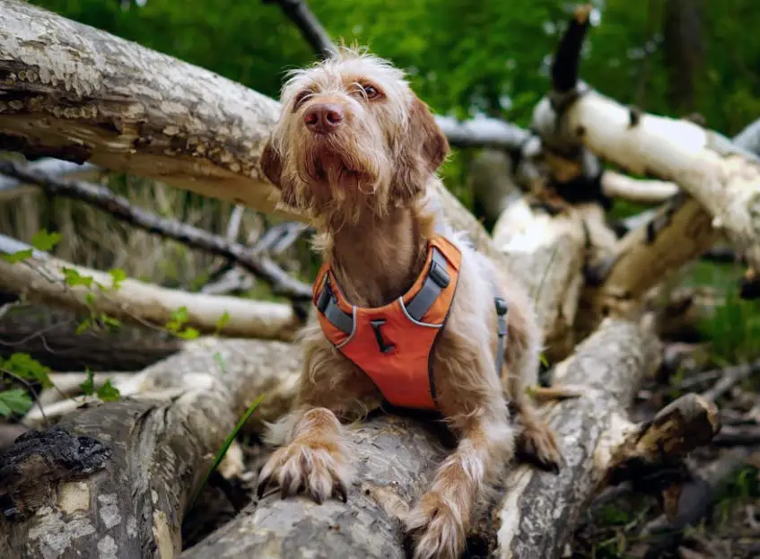 Dog vest forest