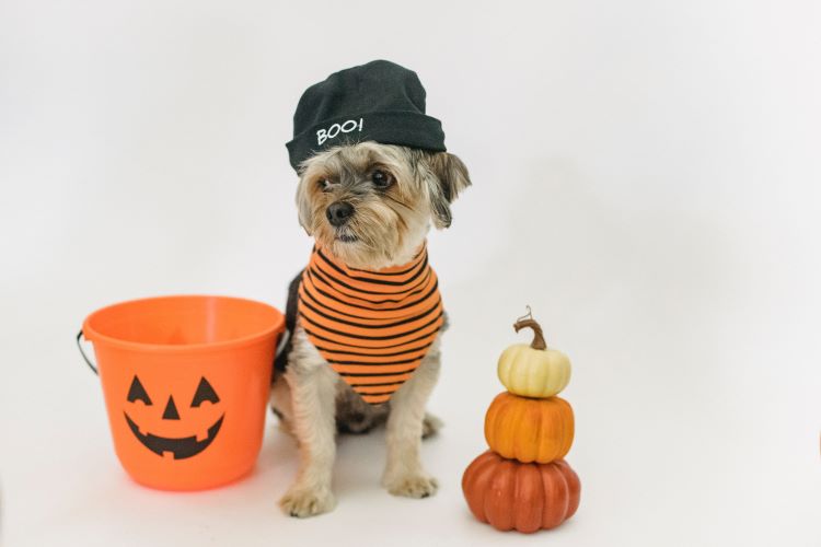 Small dog wearing a pet safe Halloween costume sitting between pumpkins and a candy bucket