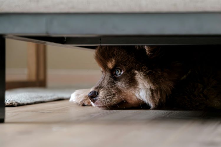 small-stressed-dog