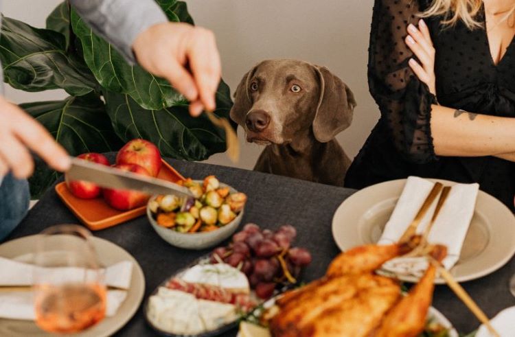 Chien regardant les aliments des fêtes.