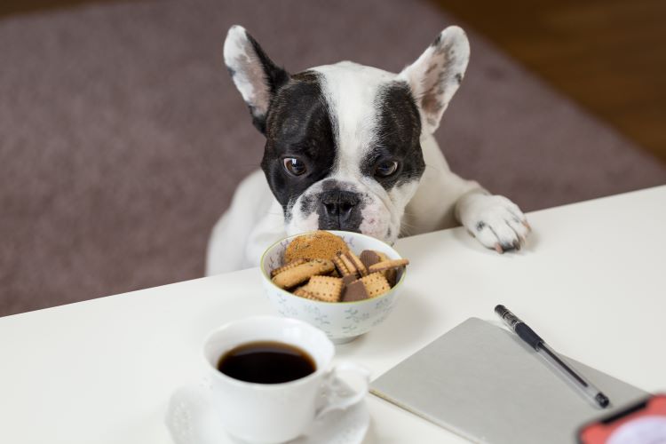 dog-looking-at-sugar