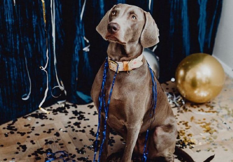 gray-dog-party