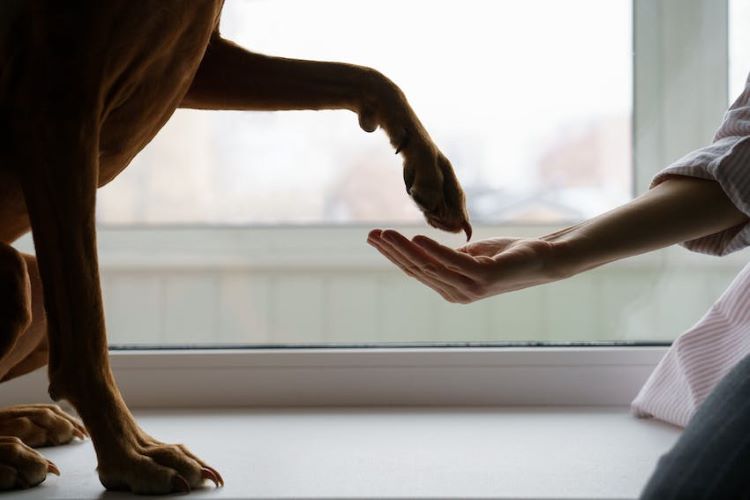 A large, brown dog goes for a paw shake with a human.
