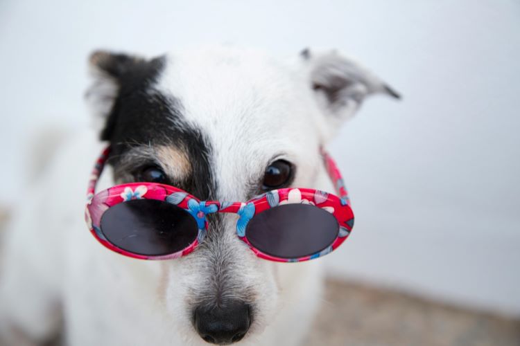 Chien