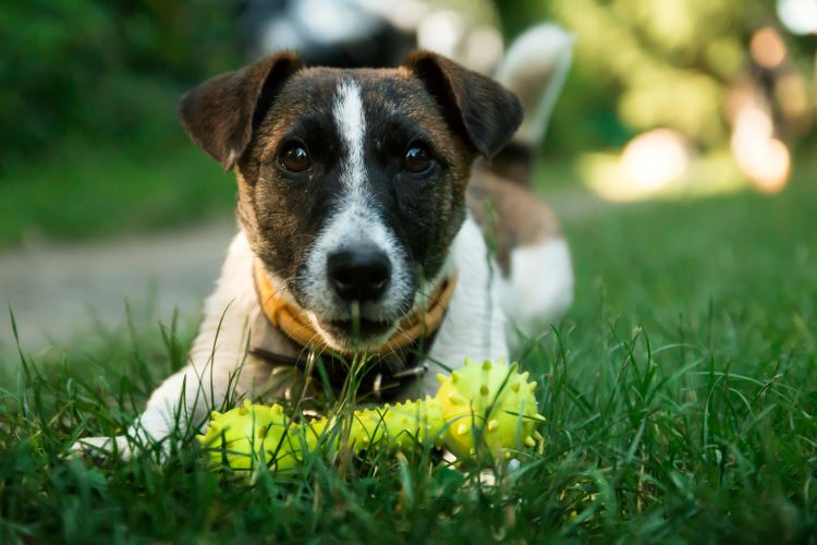 dog-toy-grass