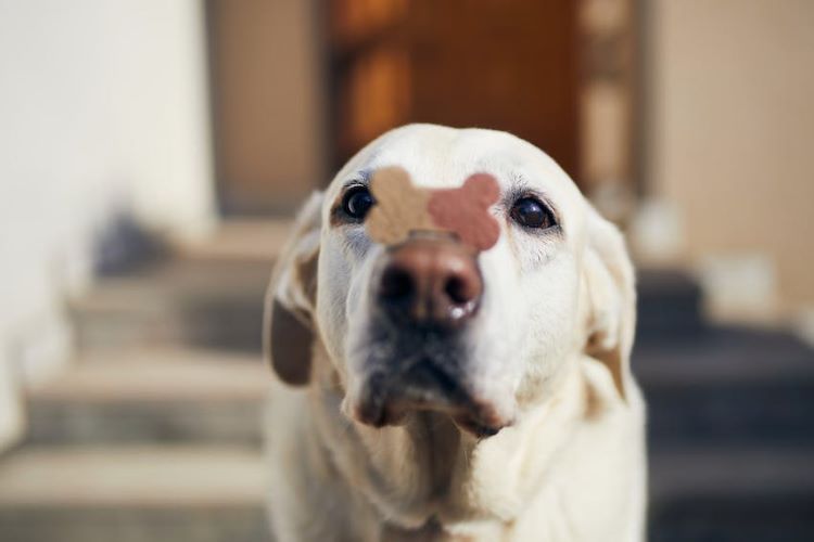 Chien de laboratoire