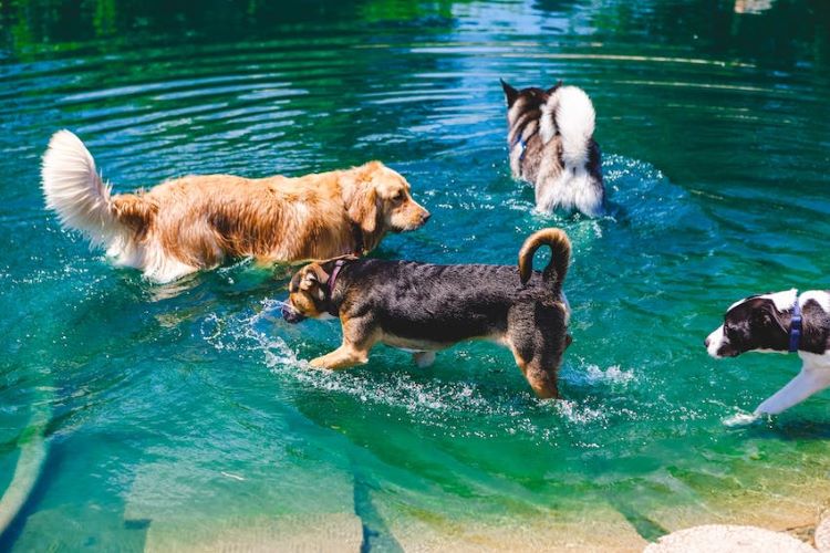 Chiens nageurs