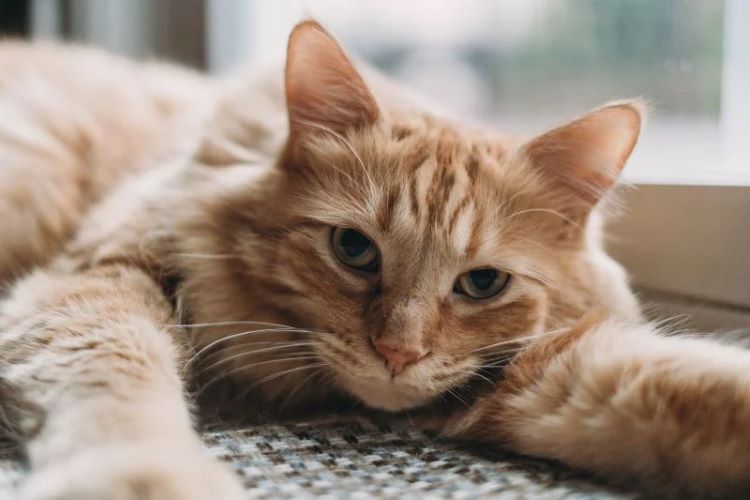 domestic medium hair