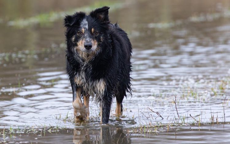 Chien marche dans de l'eau boueuse.