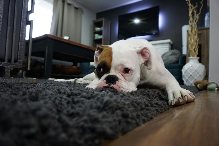 chien sur le sol