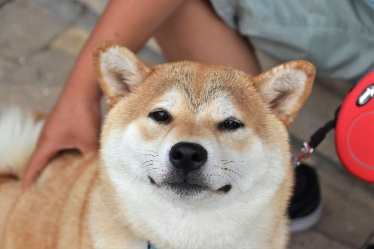 An overweight shiba inu on a leash with pet owner behind them.