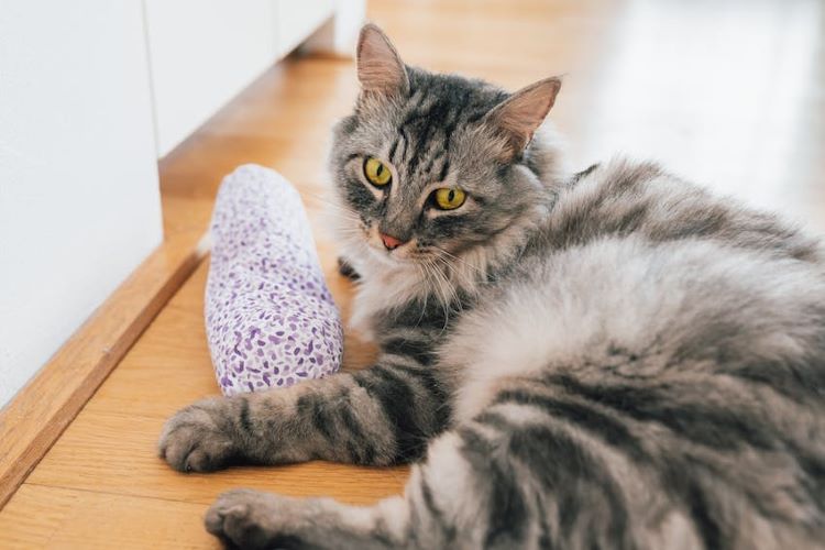 chat-toy