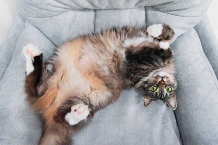 chat-vers-le-haut