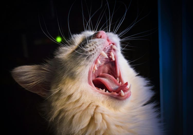 Un chat qui jappait