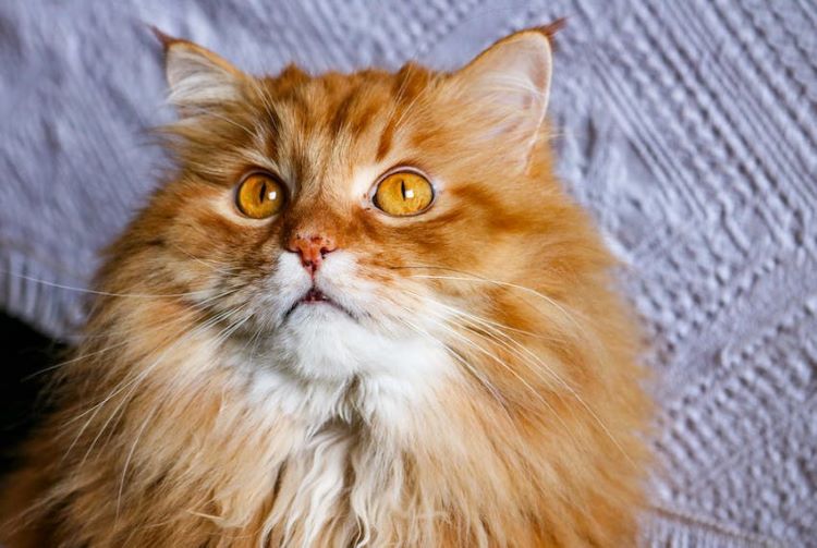 chat-orange